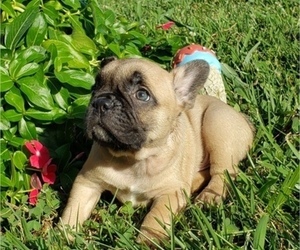 French Bulldog Puppy for sale in FARMINGTON, MO, USA