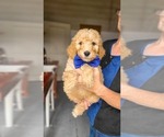 Small #1 Poodle (Standard)