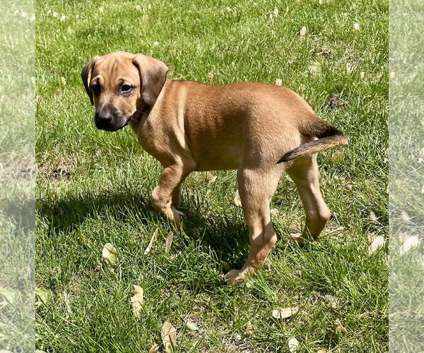 Medium Photo #6 Labrador Retriever-Unknown Mix Puppy For Sale in Plainfield, IL, USA