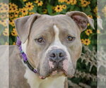 Small #1 American Bulldog-American Staffordshire Terrier Mix