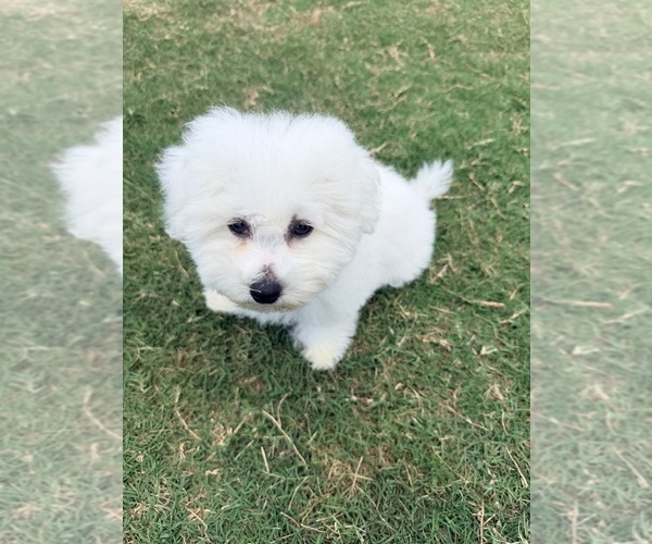 Medium Photo #14 Bichon Frise Puppy For Sale in PELZER, SC, USA