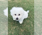 Small #13 Bichon Frise