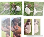 Small Photo #4 German Shorthaired Pointer Puppy For Sale in MORTON, MS, USA