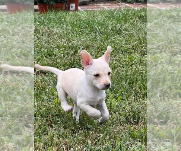 Medium Photo #7 Chihuahua-Unknown Mix Puppy For Sale in New York, NY, USA