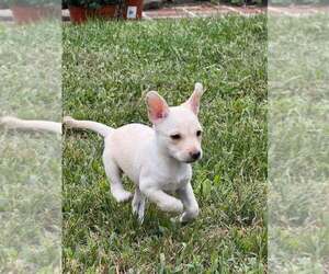 Chrissie (AL) - Female Chihuahua-Unknown Mix Dog for Adoption - Photo #7