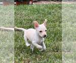 Small Photo #7 Chihuahua-Unknown Mix Puppy For Sale in New York, NY, USA