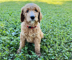 -Goldendoodle Mix Puppy for sale in SPRINGFIELD, MO, USA