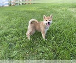 Small Photo #11 Shiba Inu Puppy For Sale in RIO RANCHO, NM, USA