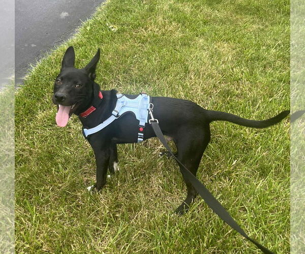 Medium Photo #12 American Pit Bull Terrier-German Shepherd Dog Mix Puppy For Sale in Germantown, OH, USA