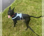 Small #11 American Pit Bull Terrier-German Shepherd Dog Mix