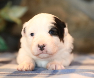 Australian Shepherd Puppy for sale in WESTFIELD, MA, USA