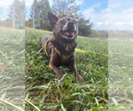 Small #2 Chihuahua