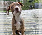 Small Photo #3 Retriever -Unknown Mix Puppy For Sale in Washington, DC, USA