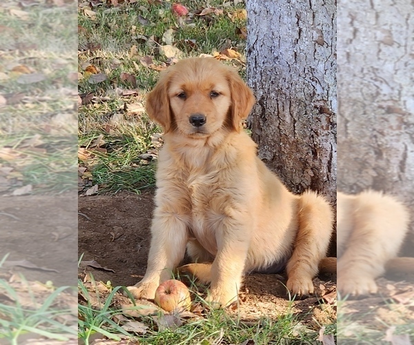 Medium Photo #2 Golden Retriever Puppy For Sale in FERNDALE, WA, USA