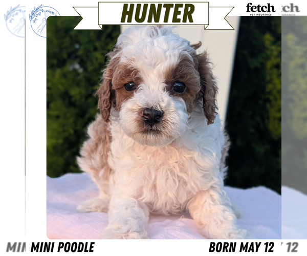 Medium Photo #40 Poodle (Miniature) Puppy For Sale in GOSHEN, IN, USA