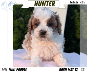 Medium Poodle (Miniature)