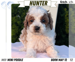 Puppy Hunter Poodle (Miniature)