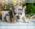 Small #4 French Bulldog