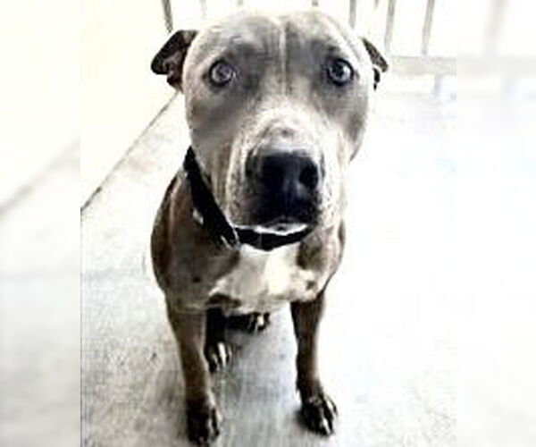 Medium Photo #1 Mutt Puppy For Sale in Houston, TX, USA