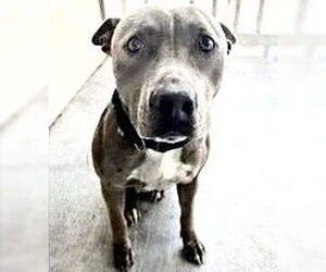 Mutt Dogs for adoption in Houston, TX, USA