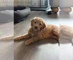 Small #7 Goldendoodle mix (+ Poodle Standard)