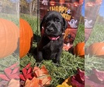 Small #5 Labrador Retriever