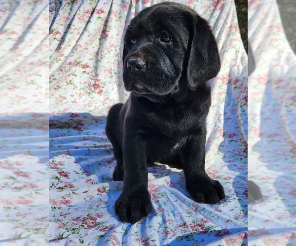 Medium Photo #1 Labrador Retriever Puppy For Sale in HOSCHTON, GA, USA