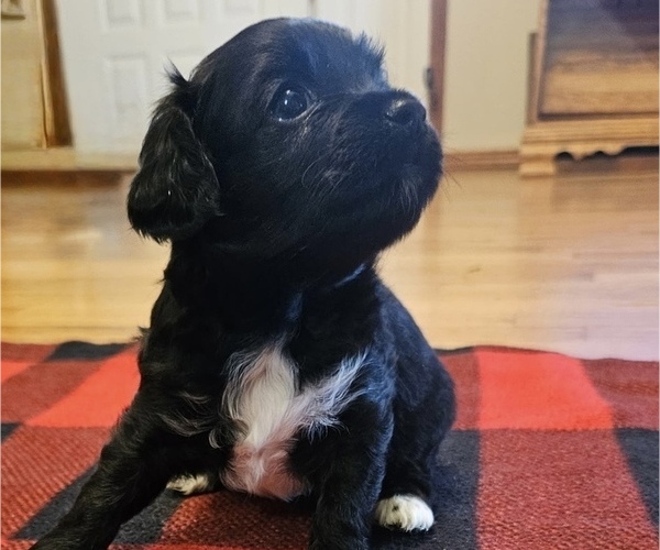 Medium Photo #7 Havanese Puppy For Sale in BRISBANE, CA, USA