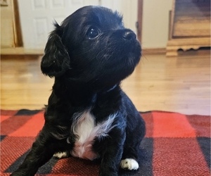 Medium Havanese