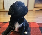 Puppy Pepper Havanese