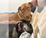 Small #40 American Pit Bull Terrier Mix