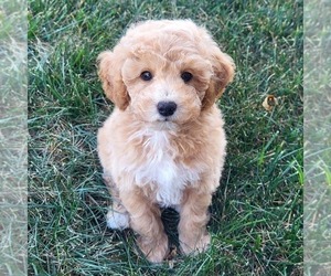 Goldendoodle (Miniature) Puppy for sale in NARVON, PA, USA