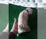 Small Photo #4 Pug Puppy For Sale in SCOTTVILLE, MI, USA