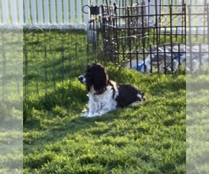 Mother of the English Springer Spaniel puppies born on 04/17/2021