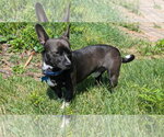 Small #3 Chihuahua Mix