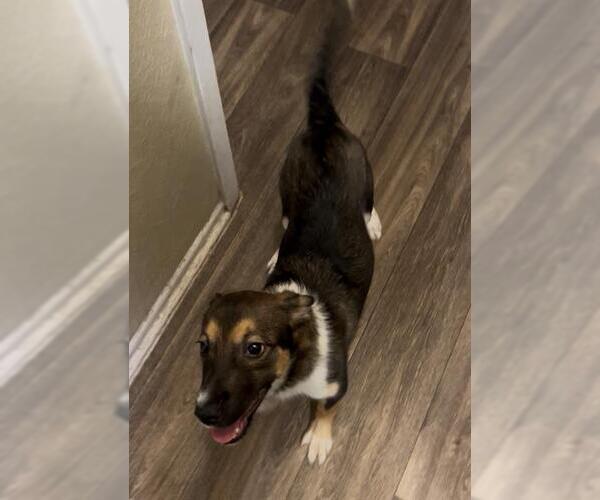 Medium Photo #2 Mutt Puppy For Sale in San Antonio, TX, USA