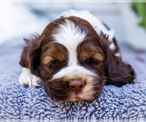Cocker Spaniel Puppy for sale in WAKARUSA, IN, USA