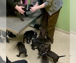 Small Photo #5 German Shorthaired Lab Puppy For Sale in GRANITE CITY, IL, USA