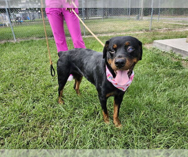 Medium Photo #3 Rottweiler Puppy For Sale in Conroe, TX, USA