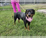 Small #2 Rottweiler