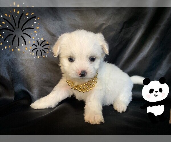 View Ad MalteseMaltipoo Mix Puppy for Sale near