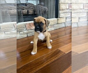 Boxer Puppy for sale in CANTON, GA, USA