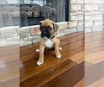Small Photo #1 Boxer Puppy For Sale in CANTON, GA, USA