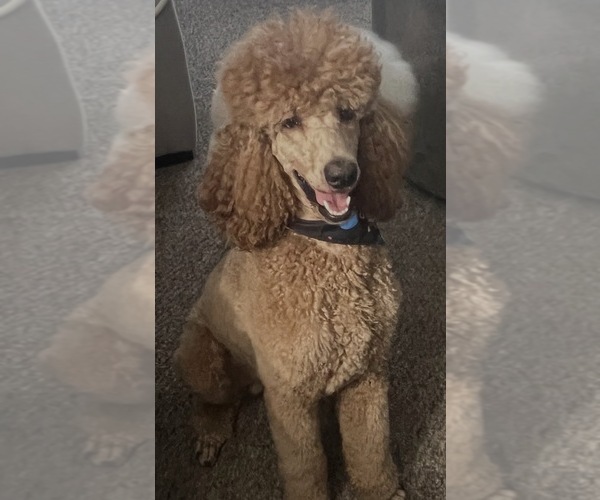 Medium Photo #1 Poodle (Standard) Puppy For Sale in TAMPA, FL, USA