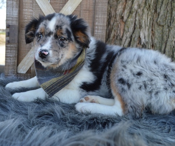 Medium Photo #6 Australian Shepherd Puppy For Sale in HONEY BROOK, PA, USA