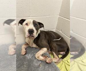 Staffordshire Bull Terrier-Unknown Mix Dogs for adoption in Rosenberg, TX, USA