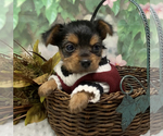 Small Shorkie Tzu