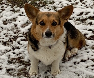 Mother of the Pembroke Welsh Corgi puppies born on 01/18/2026