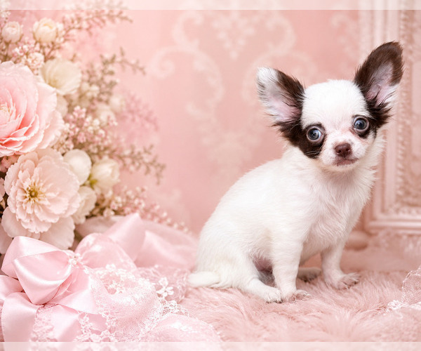 Medium Photo #3 Chihuahua Puppy For Sale in NEW YORK, NY, USA
