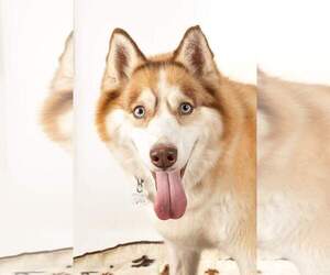 Siberian Husky Dogs for adoption in Holly Springs, NC, USA